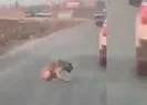 Köpeğe ateş edip yaralayan kişi yakalandı