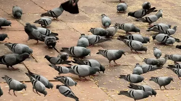 1707140169754.jpeg Resimdeki baykuşu şahin gözlüler bulabiliyor! Sadece 5 saniyeniz var - 3