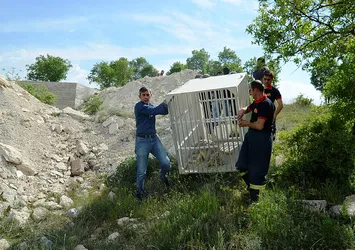 3 metrelik inşaat çukurunun içinde bulunan kurt kurtarıldı