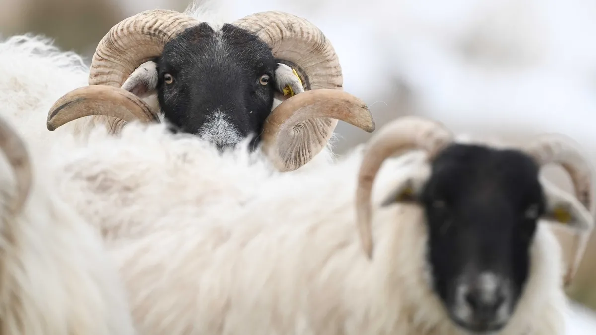 Kurbanlık fiyatlarında 2026 tarifesi: Tosun, dana ve düve kaç para oldu?