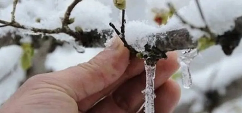Meteoroloji'den 5 il için zirai don uyarısı