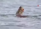 Su samuru avını yerken böyle görüntülendi