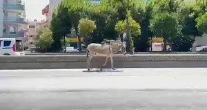 Sahipsiz eşek trafiği karıştırdı!