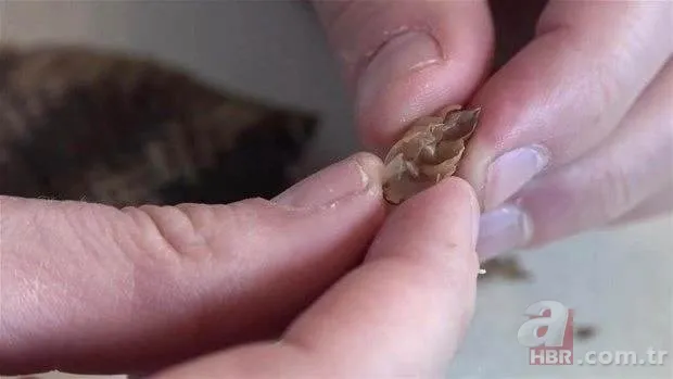 Otomobilde yılan paniği 24