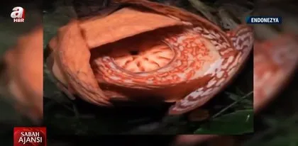 Evin bahçesinde açtı! Uzaktan büyülüyor... Yanına yaklaşanları şoke ediyor