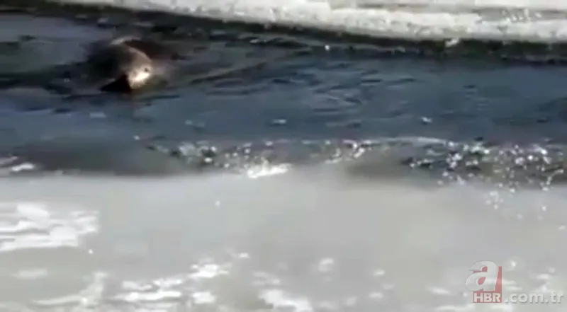 O ilimizde kıyıya yaklaşınca fark edildi! Hemen telefona sarıldılar 6