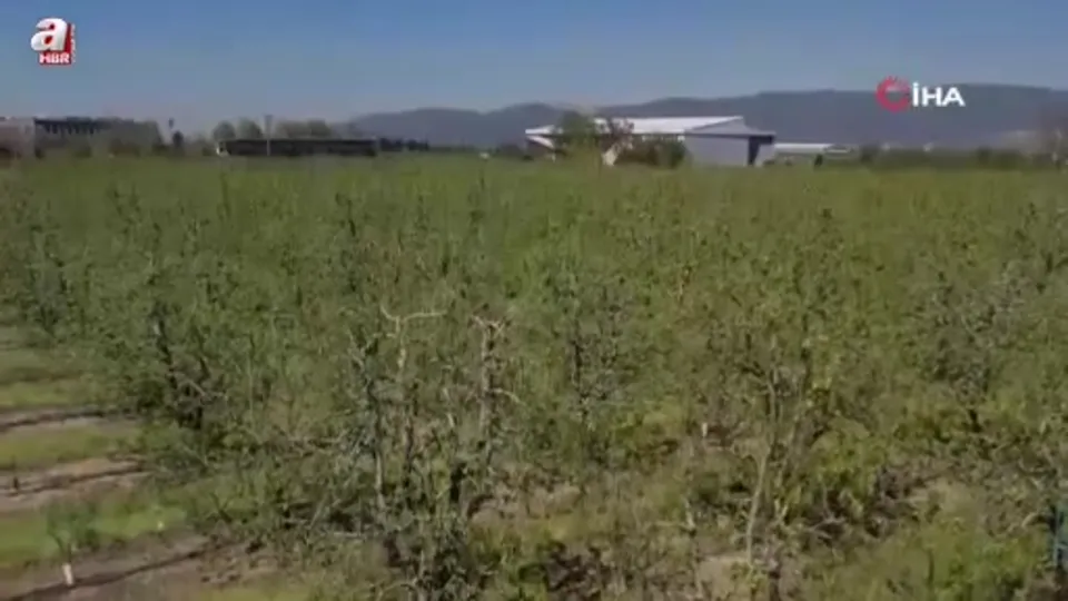 Zirai don armut ve şeftaliyi teğet geçti