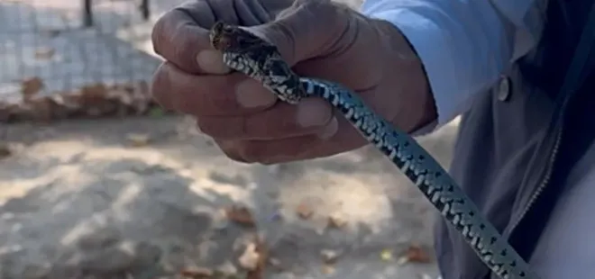 Vatandaştan yılan kurtarma operasyonu!