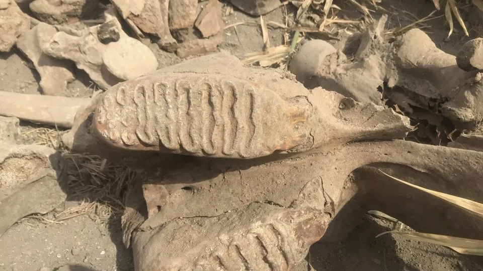 Kahramanmaraş'ta şaşkına çeviren olay! Topraktan çıkanı görünce gözlerine inanamadı