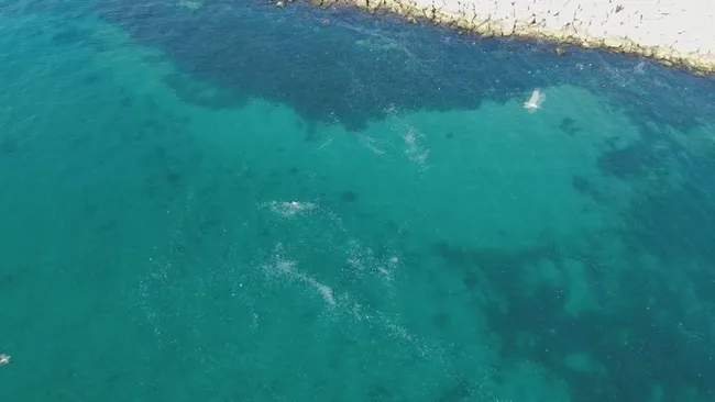 İstanbul Boğazı’nda denizanası istilası sualtından görüntülendi