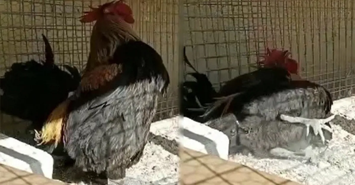 Ötmeyi bayılmak sandı! Öterken bayılan horoz görenleri hayrete düşürdü