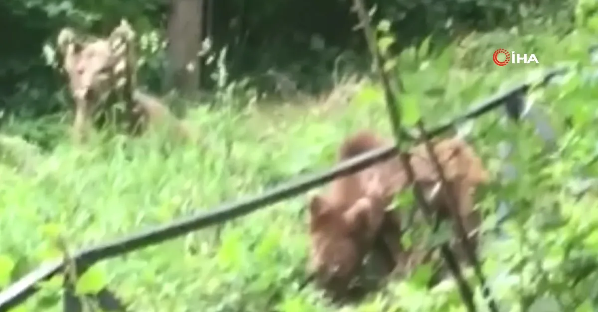 Bursa Yıldırım'da şaşkına çeviren olay! Mahallenin müdavimi oldular: Ayılarla yan yana çay içiyor 🐻