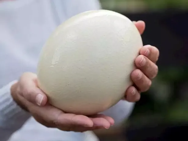 Mimar Sinan inşaatında, İbn-i Sina kemik erimesi tedavisinde kullandı! İşte tarihin önemli isimlerinin kullandığı nadir bulunan o besin…