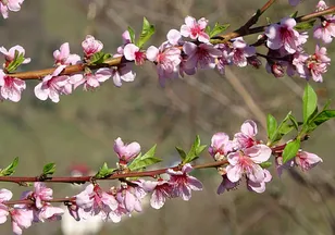 Yalancı bahara aldandı, meyve ağaçları kışın ortasında çiçek açtı