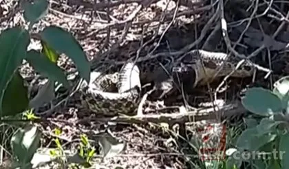 Sivas’ta görüntülendi! Dev yılan kuşu yuttu 🐍 | İşte vahşi doğa belgesellerini aratmayan anlar 🐦