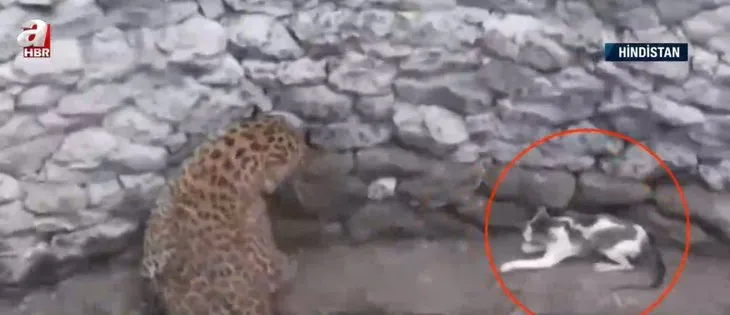 Biri vahşi biri evcil aynı kuyuya düştüler! Cesur kedi ile leoparın ölümcül kavgası kamerada