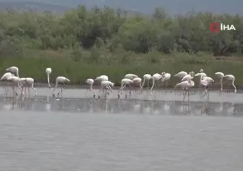 Aydın'da Flamingolardan görsel şölen