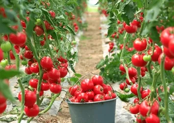 Sebze fiyatını yarı yarıya düşürecek model! Start verildi sırada 29 il var