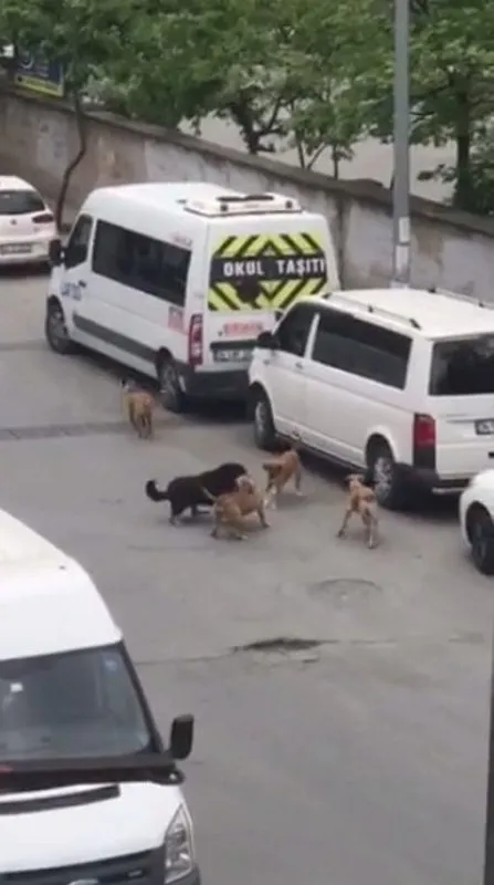 İstanbul Sultangazi’de korkunç olay! 5 köpek tarafından saldırıya uğradı