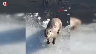Ardahan’da su samuru görüntülendi