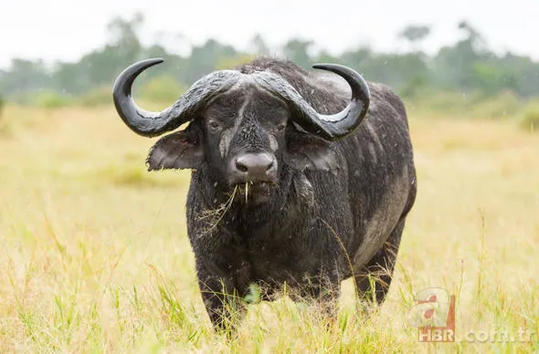 Yüzlerce insanı öldüren katil! Hava karardığında... 17
