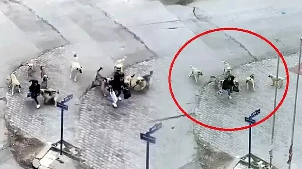 Ankara'da yürekleri ağza getiren olay: 7 köpeğin arasında kaldı! Lise öğrencisini güvenlik görevlisi son anda kurtardı - 2