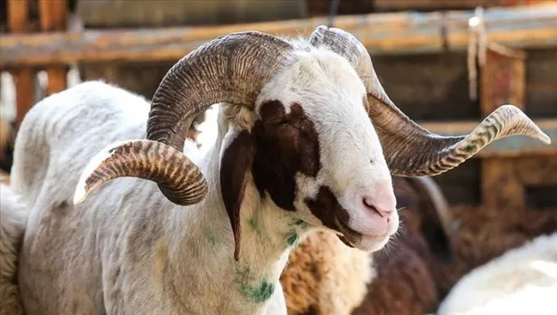 2021 Kurbanlık fiyatları ne kadar? Küçükbaş ve büyükbaş fiyatları belli oldu mu?