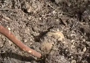 Topraktan çıkan beyaz altın: Kilosu etle yarışıyor! Japonlar...