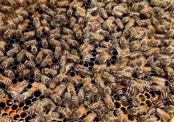 BAE’de sıcağa dayanıklı arı üretildi
