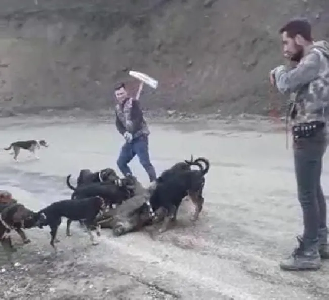 Denizli’de yaraladıkları yavru domuzu av köpeklerine parçalatan avcılara ceza - 1