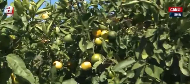satsuma-mandalinasinda-hasat-zamani-rekolte-beklentisi-ne-durumda-1634978837159.jpg Satsuma mandalinasında hasat zamanı! Rekolte beklentisi ne durumda? - 6