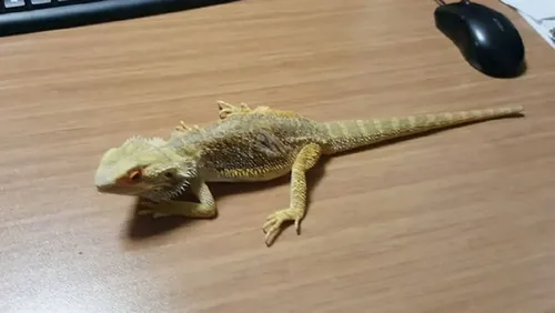 İstanbul’da egzotik havyan operasyonu