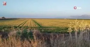 Buğdayı don ve kuraklık vurdu