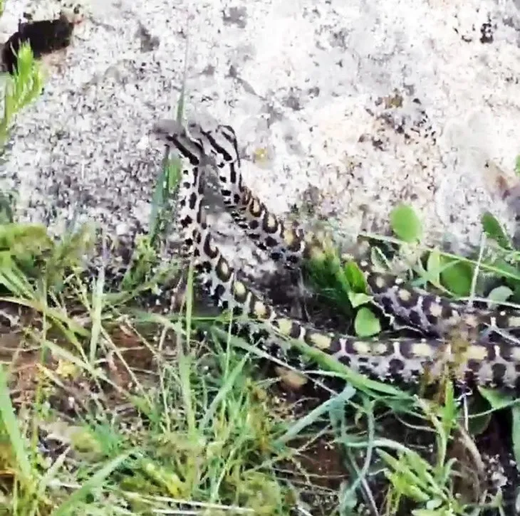 Görüntüler Türkiye’den... Gövde gösterisi yaptılar! 🐍 Zehirli yılanların dansı böyle görüntülendi