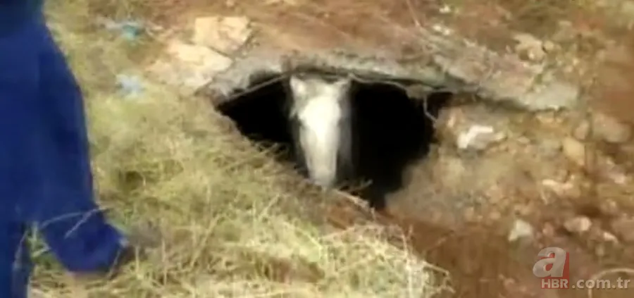 Yer altından gelen garip sesler ekipleri harekete geçirdi! Kanalizasyondan çıkan şoke etti 16