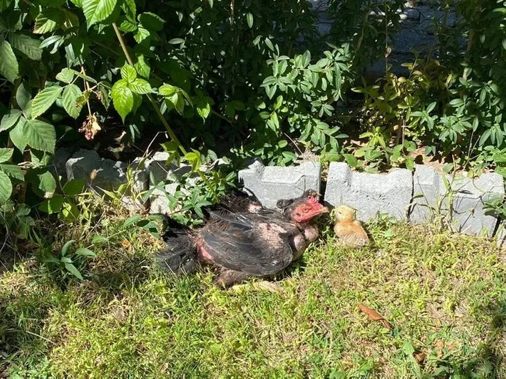 Kesmek için aldı kümese gidince şoke oldu! Bu horozu görenler gözlerine inanamıyor