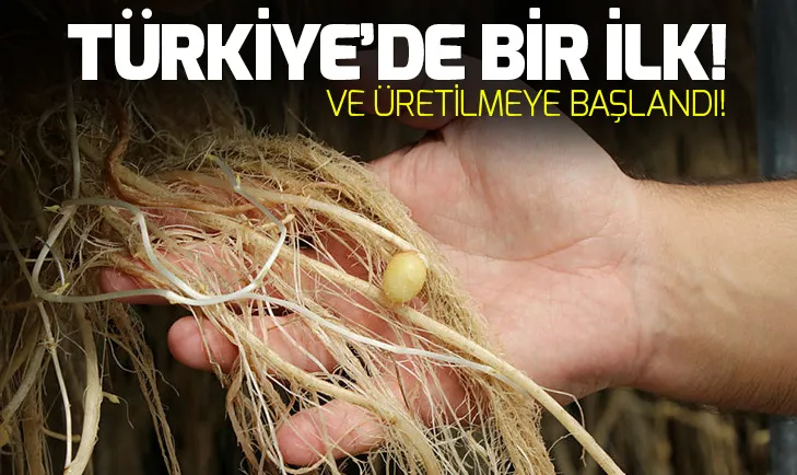 Toprak kullanılmadan yetiştirilen patateste verim 30 kat arttı