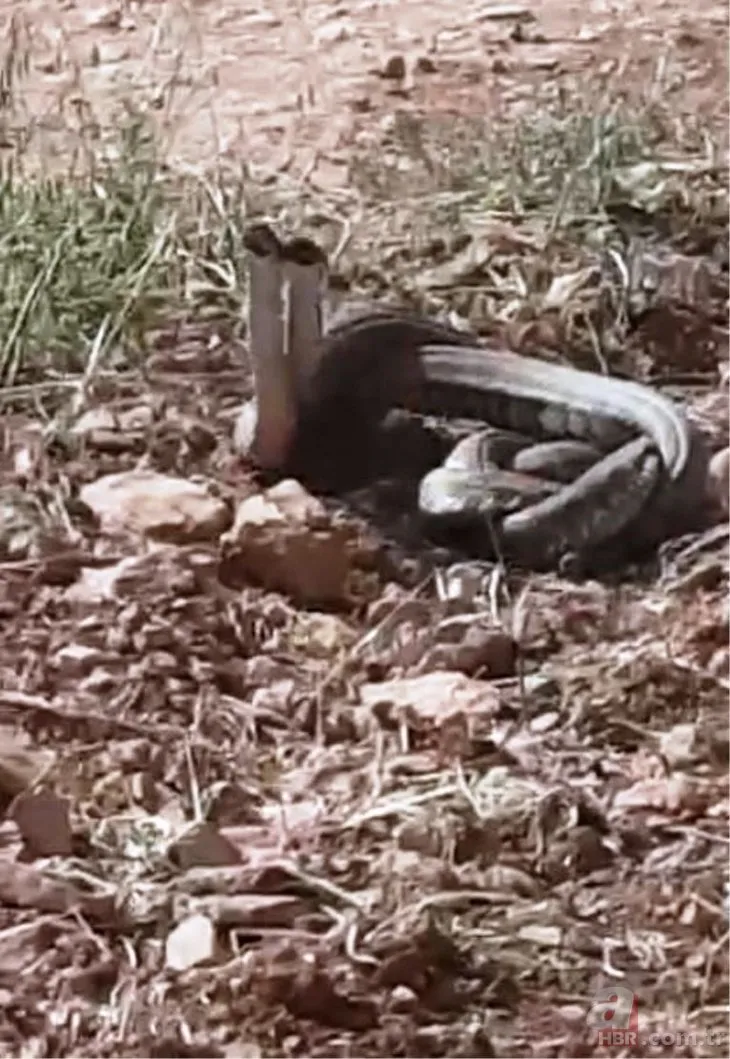 Dünyanın en zehirli yılanı Türkiye’de görüldü! Isırığı 10 dakika içinde öldürüyor!