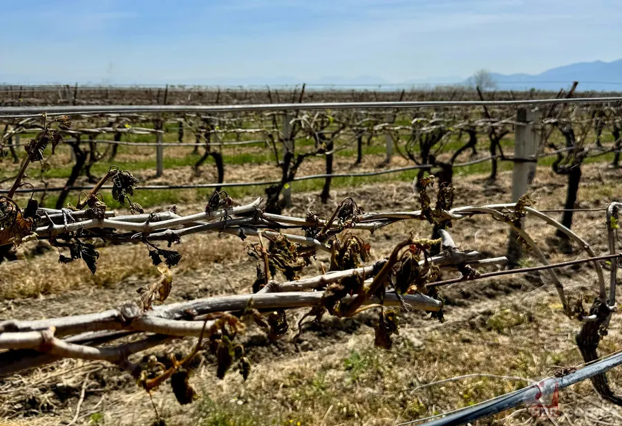 Zirai don tarımı vuruyor: Bölgelere göre en riskli ürünler ve ekim dönemleri açıklandı 4