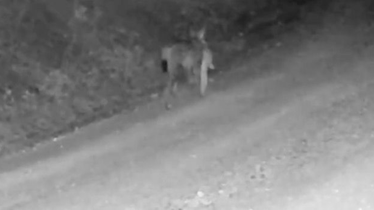 Ender rastlanan anlar kamerada! "Ormanın hayaleti" tavşan avladı