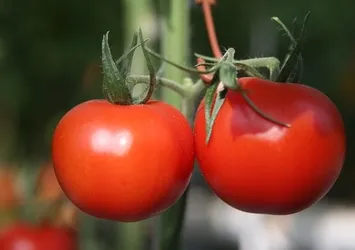 Kasımda en fazla domatesin fiyatı arttı