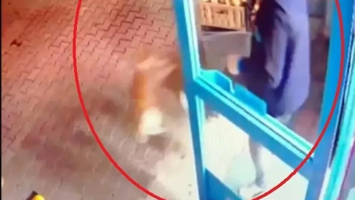 Market çalışanından sokak kedisine şiddet! Sosyal medyayı sallayan görüntü