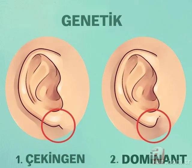 Kulak memesindeki çapraz çizgi ne işe yarar? 9
