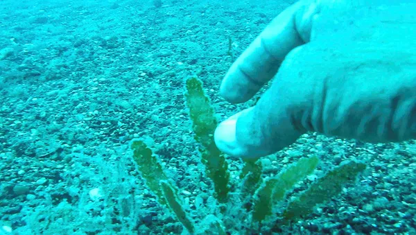 Antalya'da denizlerin akciğerlerine katil yosun tehdidi! Yaşam alanlarını engelliyor - 7