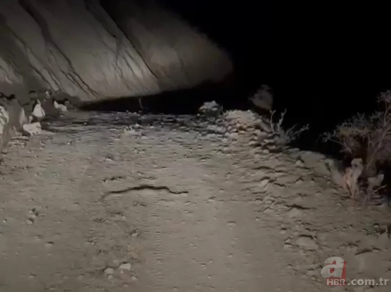 Bu yılanı görünce arkanıza bakmadan kaçın! Muş, Hakkari, Bingöl, Diyarbakır, Malatya… Türkiye’nin dört bir yanında görüldü! Tek ısırığıyla… 10