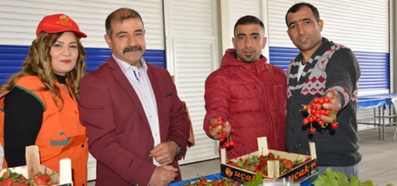 Yerli kiraz kilosu 85 liradan tezgaha indi