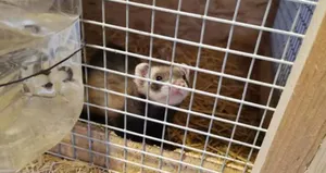 Ankara’da ’feret’ baskını!