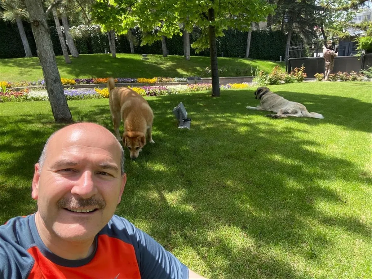 Bakan Soylu sahiplendiği sokak köpeklerinin fotoğraflarını paylaştı