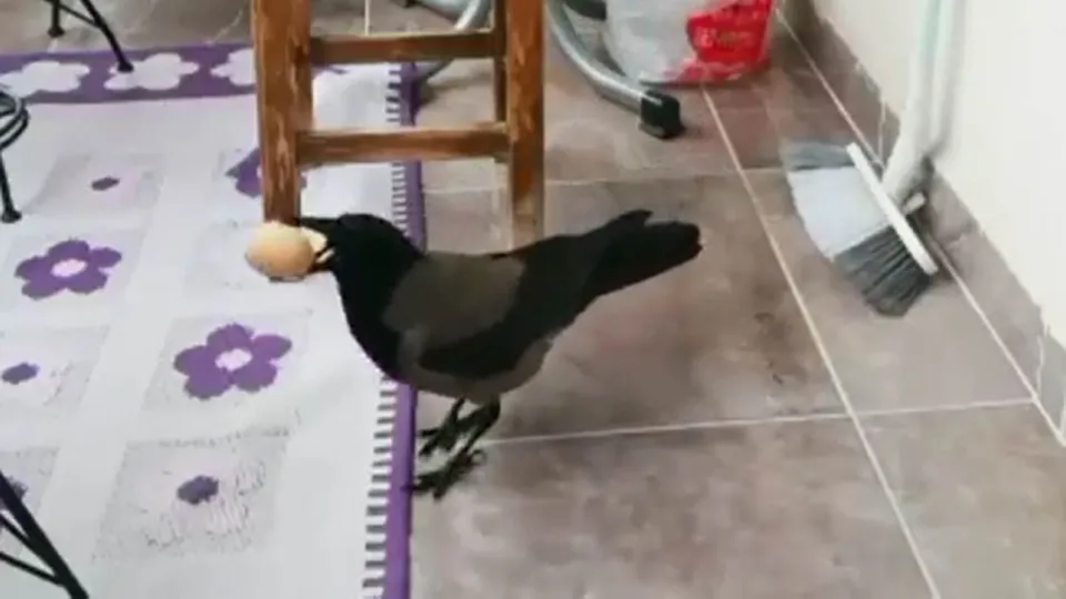 Gerçeği öğrenince şaştı kaldı! Balkondaki yumurta hırsızı böyle yakalandı