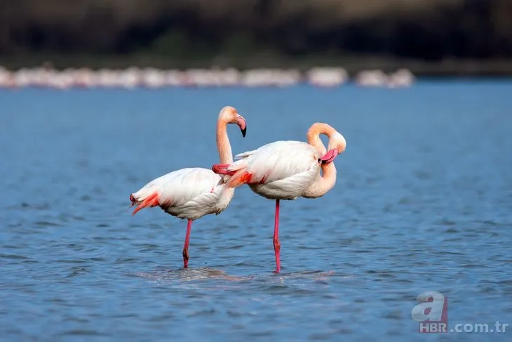 Flamingolar kuş otelinde yaptığı danslarla mest etti!